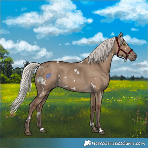 Horse Color:White Spotted Silver Grullo Rabicano 