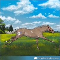 Horse Color:White Spotted Silver Grullo Rabicano 