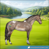 Horse Color:Brown Dun Tobiano Appaloosa 