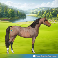 Horse Color:Bay Roan 