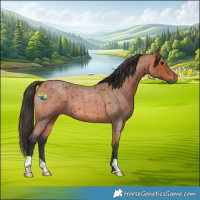 Horse Color:Bay Roan 