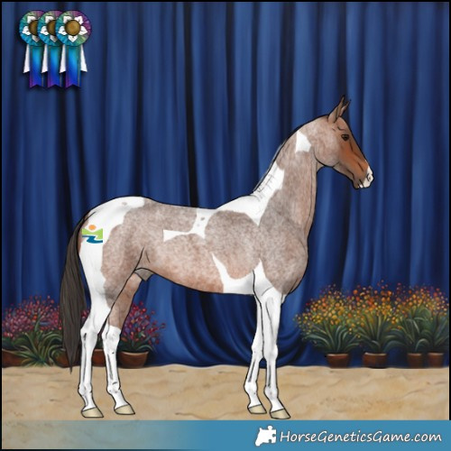 Horse Color:Bay Roan Tobiano 