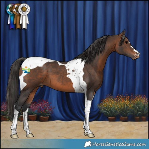 Horse Color:Brown Tobiano Appaloosa 