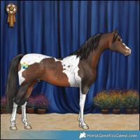 Horse Color:Brown Tobiano Appaloosa 