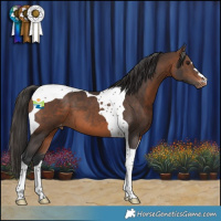 Horse Color:Brown Tobiano Appaloosa 