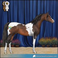 Horse Color:Brown Tobiano Appaloosa 