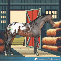 Horse Color:Bay Sabino Tobiano Appaloosa 