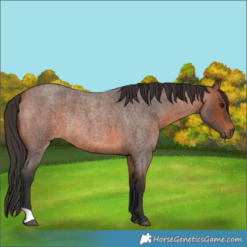 Horse Color:Bay Roan Rabicano 