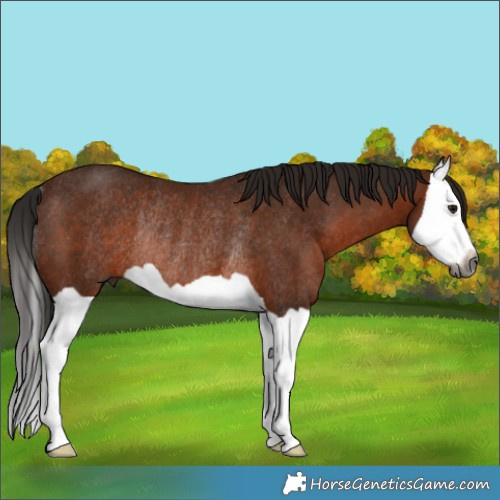 Horse Color:Gray Bay Splash Rabicano