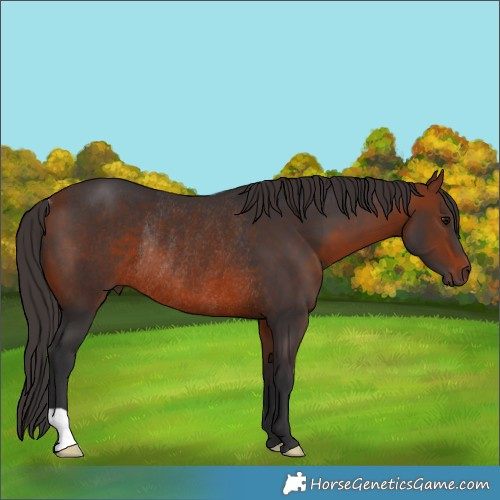 Horse Color:Bay Rabicano 