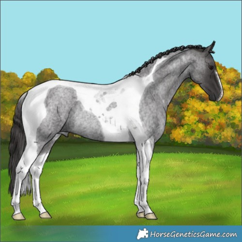 Horse Color:Smoky Blue Roan Tobiano Rabicano 