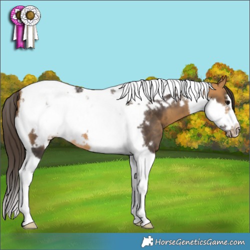 Horse Color:Buckskin Tobiano Frame 