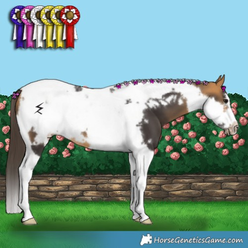 Horse Color:Buckskin Tobiano Frame