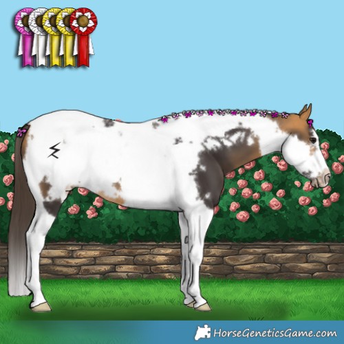 Horse Color:Buckskin Tobiano Frame 