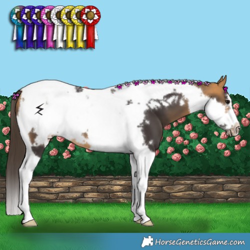 Horse Color:Buckskin Tobiano Frame 