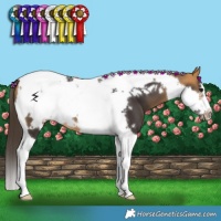 Horse Color:Buckskin Tobiano Frame