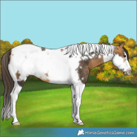 Horse Color:Buckskin Tobiano Frame