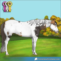 Horse Color:Buckskin Tobiano Frame 