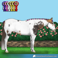 Horse Color:Buckskin Tobiano Frame