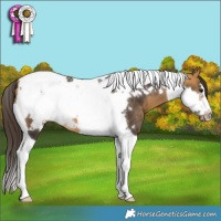 Horse Color:Buckskin Tobiano Frame 