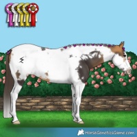 Horse Color:Buckskin Tobiano Frame 