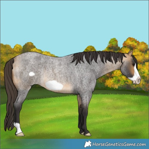 Horse Color:Buckskin Roan Frame Rabicano