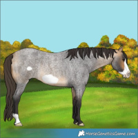 Horse Color:Buckskin Roan Frame Rabicano