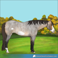 Horse Color:Buckskin Roan Frame Rabicano