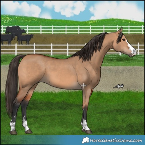 Horse Color:Bay Dun 
