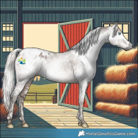 Horse Color:Gray Silver Black Splash Tobiano Appaloosa 