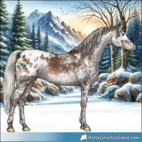 Horse Color:Gray Silver Black Splash Tobiano Appaloosa 