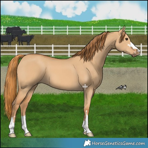 Horse Color:Red Dun 