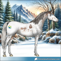 Horse Color:Gray Silver Brown Splash Tobiano Appaloosa 