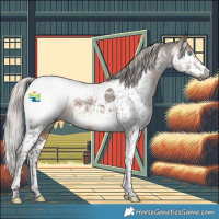 Horse Color:Gray Silver Brown Splash Tobiano Appaloosa 