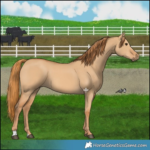Horse Color:Red Dun 