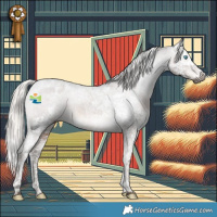 Horse Color:Gray Silver Black Splash Tobiano Appaloosa 