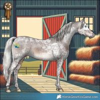 Horse Color:Gray Silver Black Splash Tobiano Appaloosa 