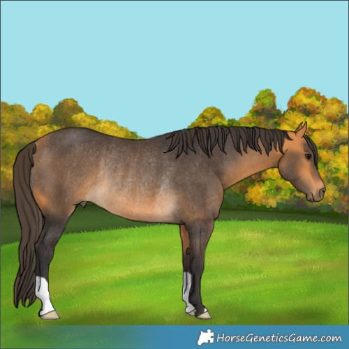 Horse Color:Buckskin Rabicano 