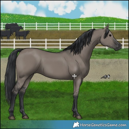 Horse Color:Grullo 