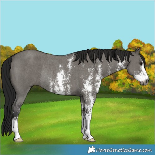 Horse Color:Gray Grullo Sabino Rabicano 
