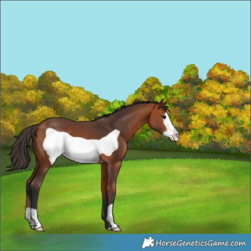Horse Color:Bay Frame 