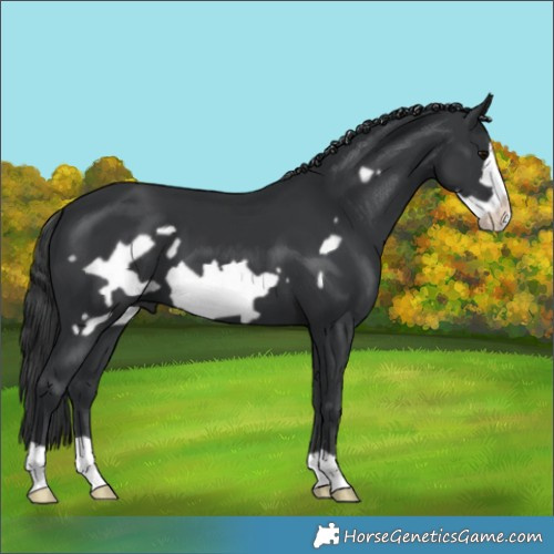 Horse Color:Black Frame 