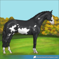 Horse Color:Black Frame 