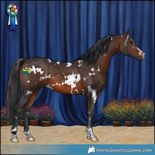 Horse Color:White Spotted Brown 