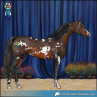 Horse Color:White Spotted Brown