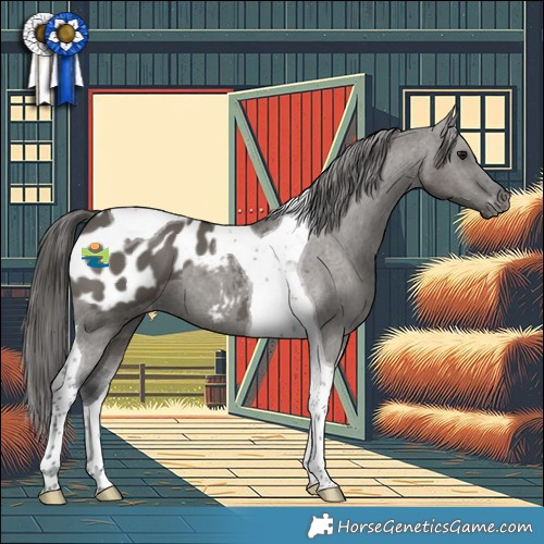 Horse Color:Grullo Tobiano Appaloosa 