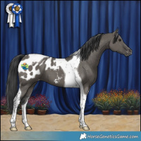 Horse Color:Grullo Tobiano Appaloosa 