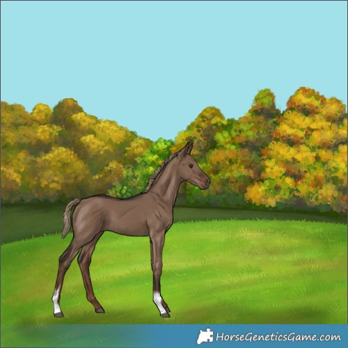 Horse Color:Liver Red Dun Tobiano 