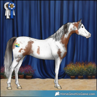 Horse Color:White Spotted Bay Splash Tobiano Rabicano 