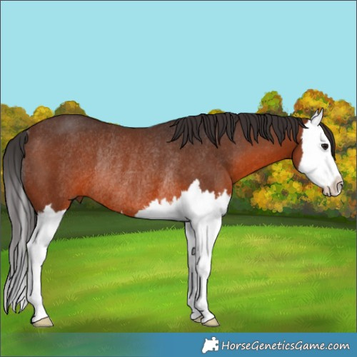 Horse Color:Brown Splash Rabicano